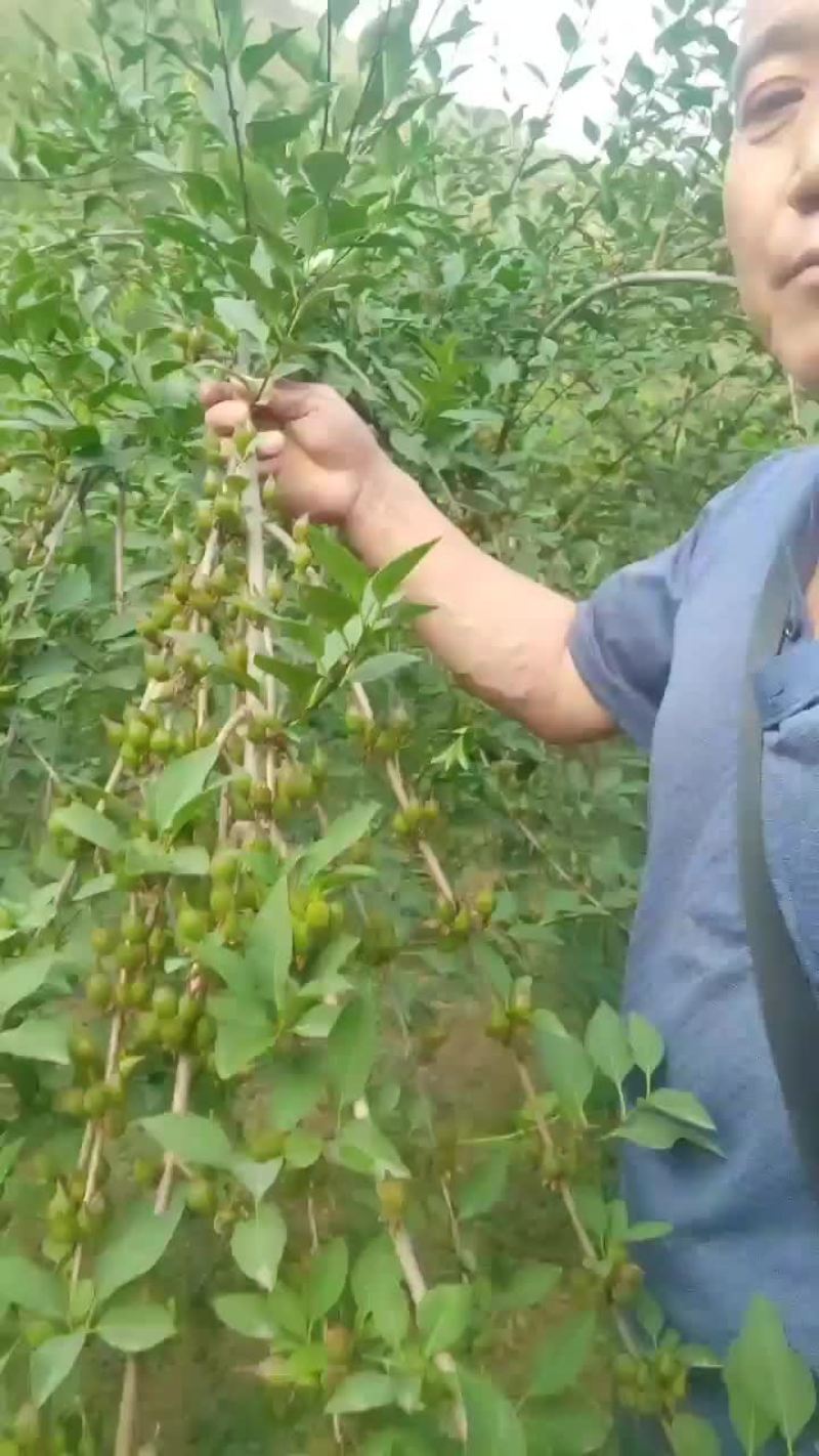 高产药用3号【连翘苗】。有三年苗，两年苗，当年小苗。