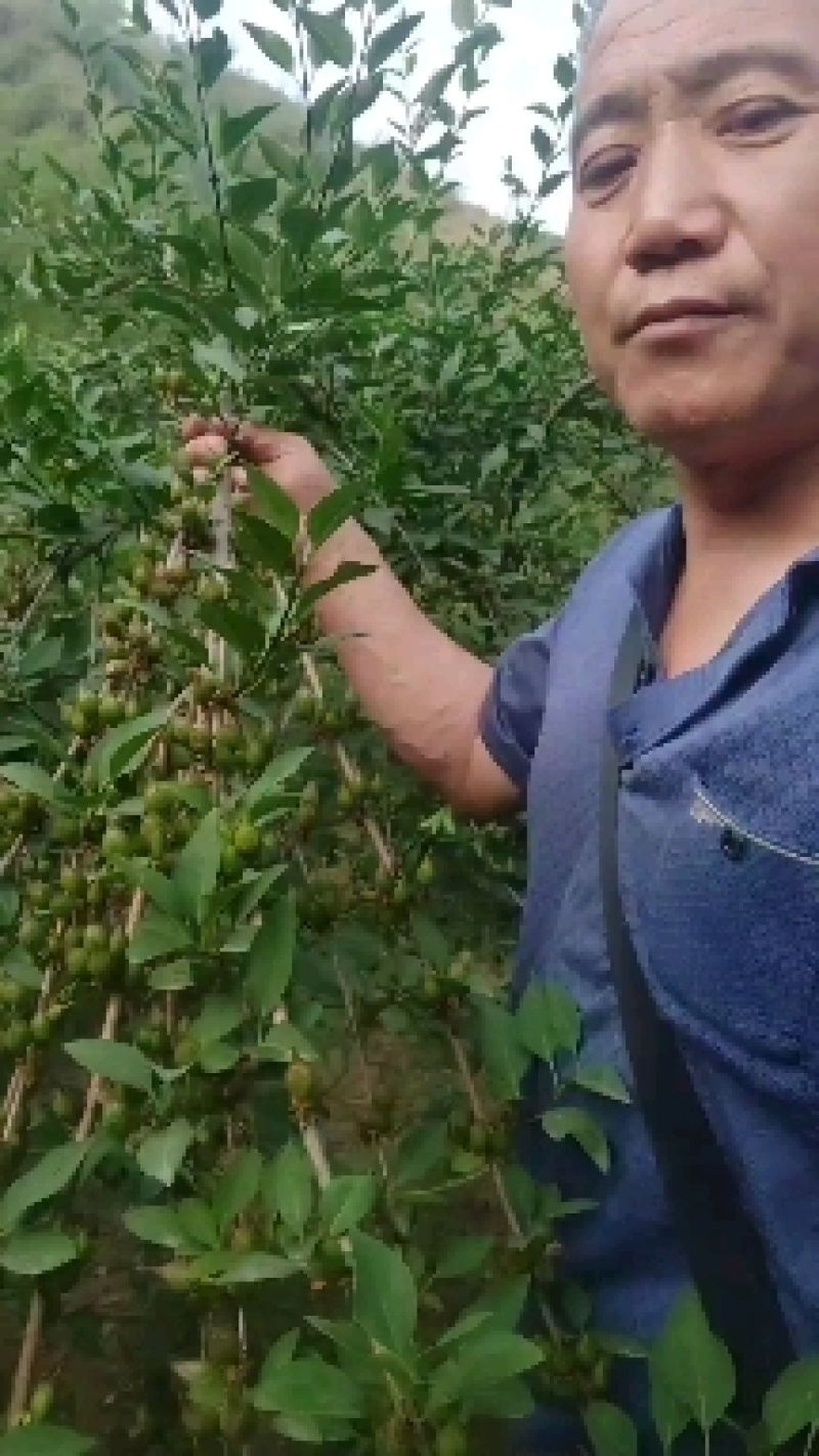 高产药用3号【连翘苗】。有三年苗，两年苗，当年小苗。