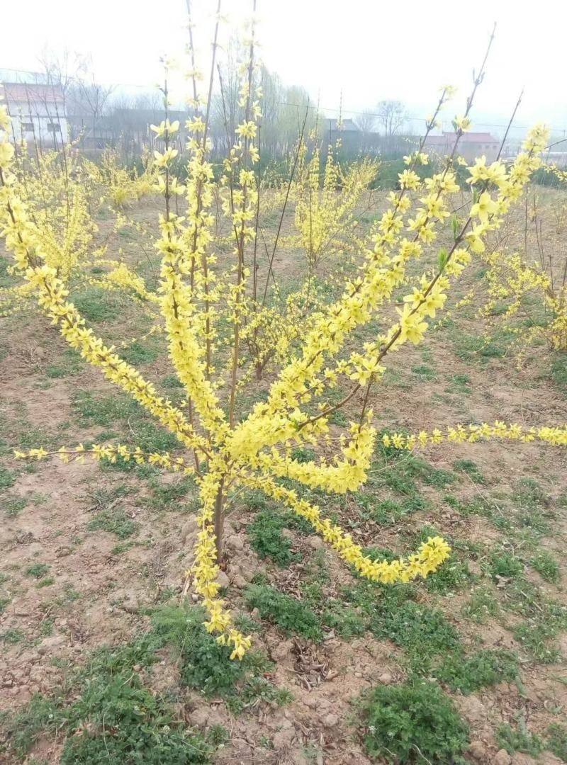 高产药用3号【连翘苗】。有三年苗，两年苗，当年小苗。