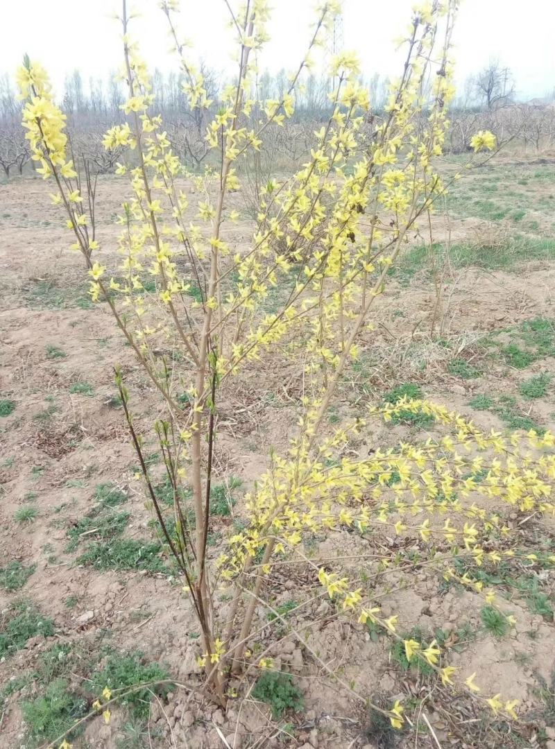 高产药用3号【连翘苗】。有三年苗，两年苗，当年小苗。