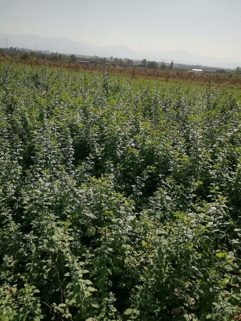 高产药用3号【连翘苗】。有三年苗，两年苗，当年小苗。