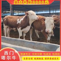 西门塔尔牛肉牛犊肉牛苗养殖场活牛育肥牛厂价出售