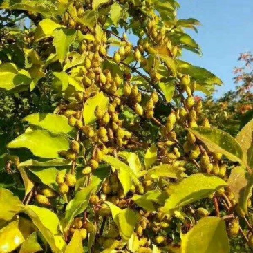 高产药用3号【连翘苗】。有三年苗，两年苗，当年小苗。