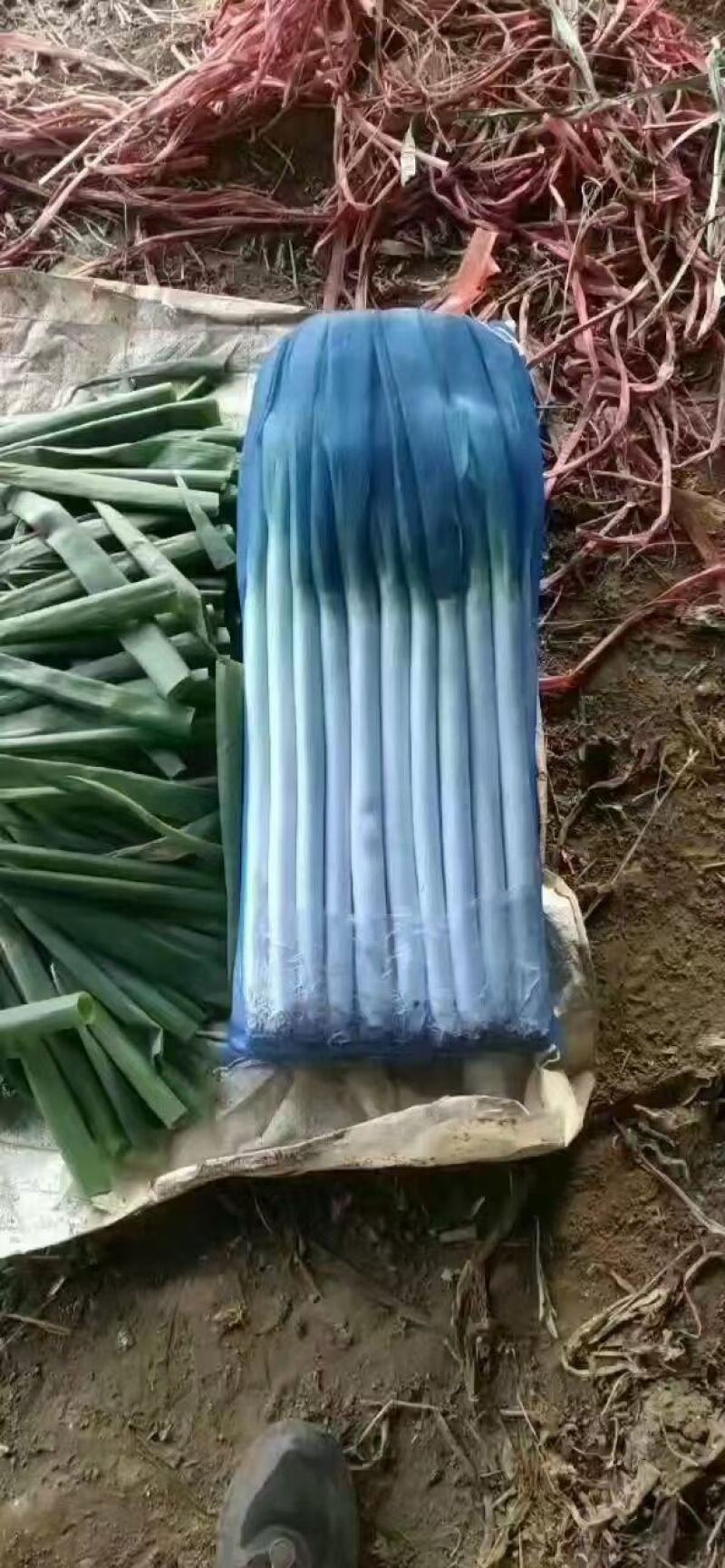 （推荐）山东铁杆大葱基地:专业加工净葱可视频看货