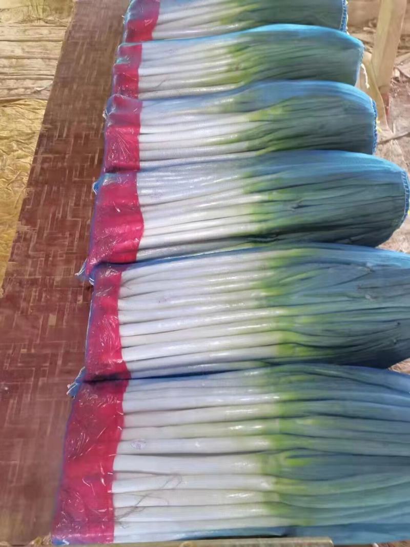 （推荐）山东铁杆大葱基地:专业加工净葱可视频看货
