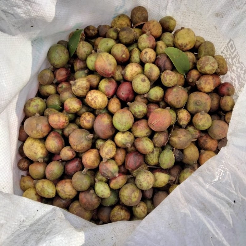 油茶果开始上市