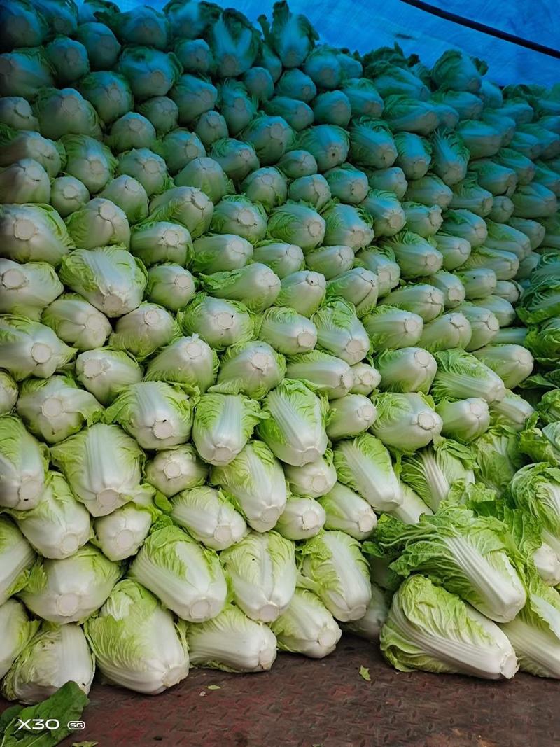 河南夏阳白菜大量上市中，个头均匀，原产地直发
