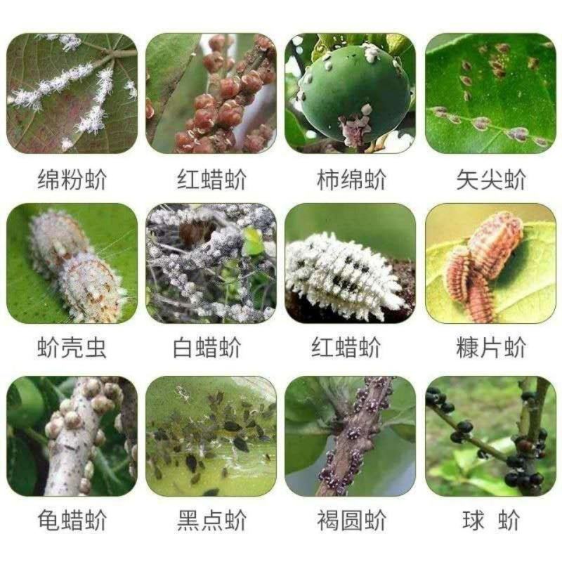 蚧壳虫杀扑临专杀药介壳虫吡虫噻嗪酮花卉柑橘果树蔬菜多肉杀
