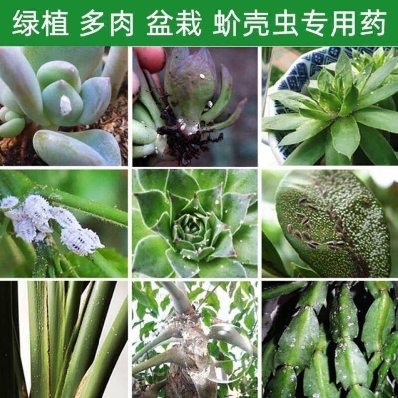 蚧壳虫杀扑临专杀药介壳虫吡虫噻嗪酮花卉柑橘果树蔬菜多肉杀