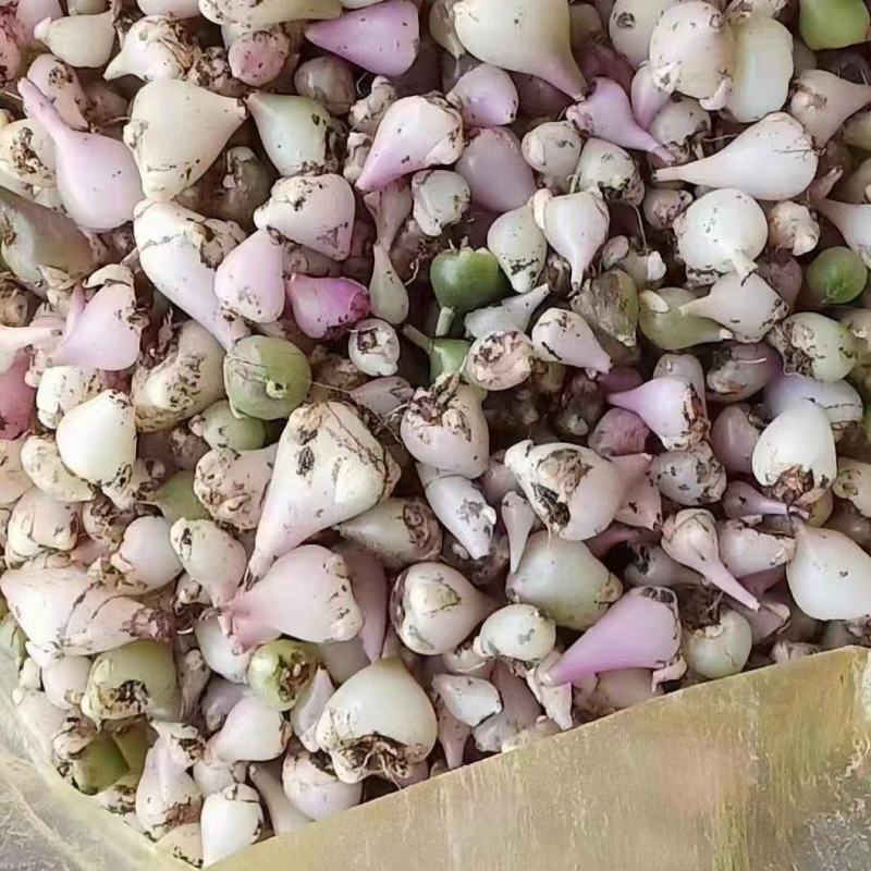 冰球子种苗，你买就送，欢迎选购