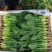 【精品】菠菜长年供应保质保量欢迎各地老板前来咨询