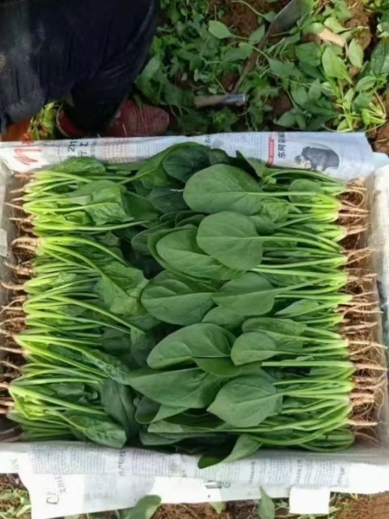 【精品】菠菜长年供应保质保量欢迎各地老板前来咨询