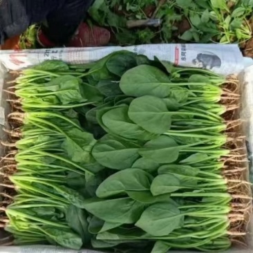 【精品】菠菜长年供应保质保量欢迎各地老板前来咨询