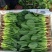 【精品】菠菜长年供应保质保量欢迎各地老板前来咨询