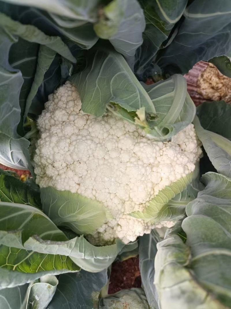 云南精品松花大量上市有需要的老板欢迎来电基地直发支持各种
