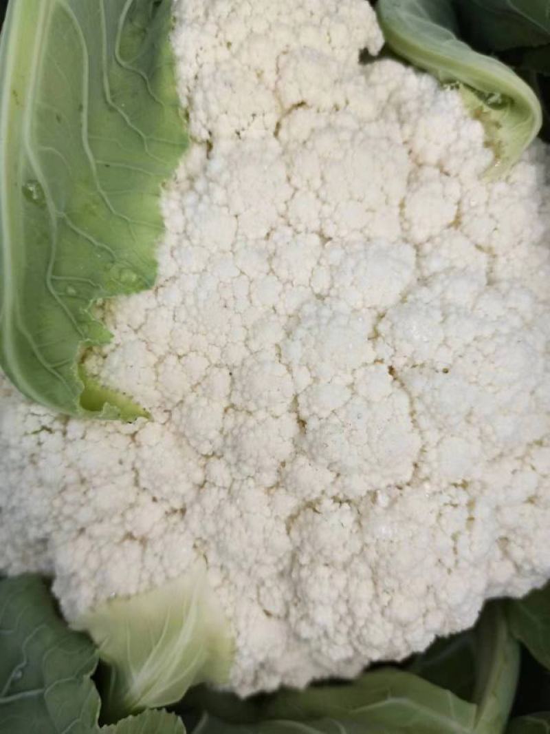 云南精品松花大量上市有需要的老板欢迎来电基地直发支持各种