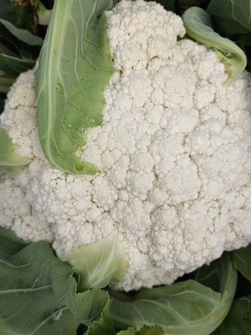 云南精品松花大量上市有需要的老板欢迎来电基地直发支持各种