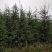 雪松树苗绿化苗木庭院别墅观赏苗木工程绿化苗木