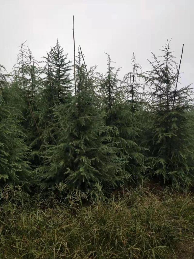 雪松树苗绿化苗木庭院别墅观赏苗木工程绿化苗木