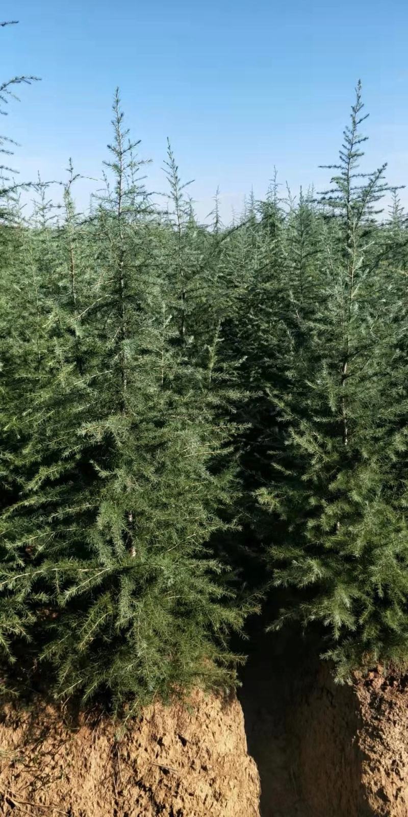 雪松树苗绿化苗木庭院别墅观赏苗木工程绿化苗木