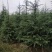 雪松树苗绿化苗木庭院别墅观赏苗木工程绿化苗木