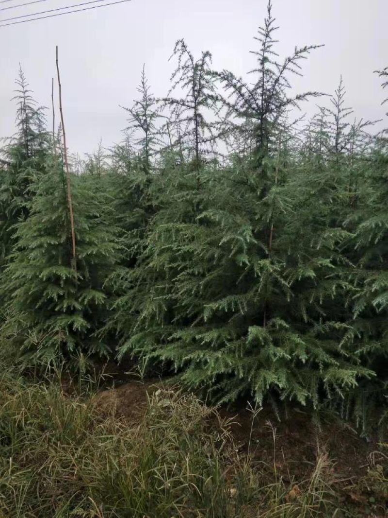 雪松树苗绿化苗木庭院别墅观赏苗木工程绿化苗木