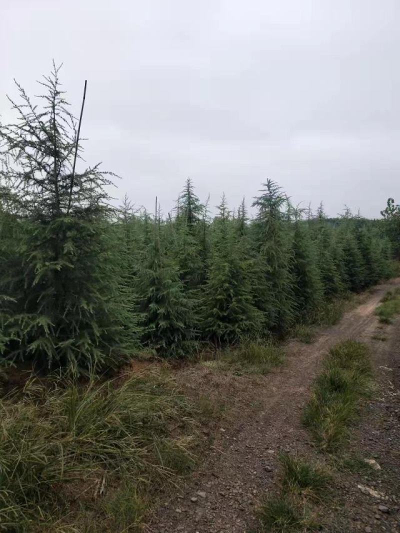 雪松树苗绿化苗木庭院别墅观赏苗木工程绿化苗木