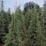 雪松树苗绿化苗木庭院别墅观赏苗木工程绿化苗木