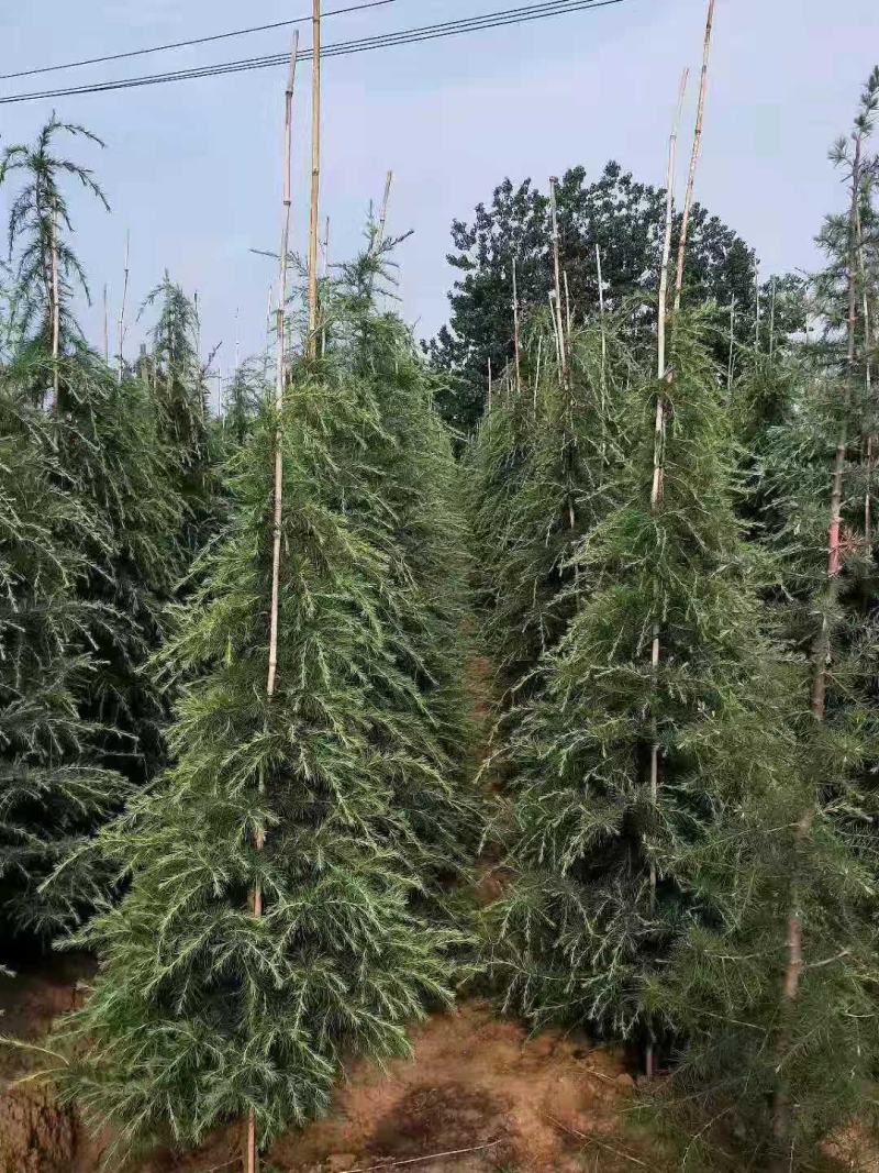 雪松树苗绿化苗木庭院别墅观赏苗木工程绿化苗木