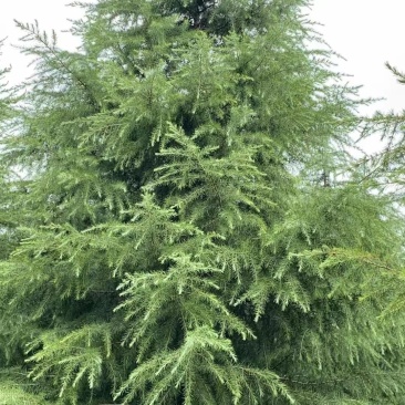 雪松树苗绿化苗木庭院别墅观赏苗木工程绿化苗木