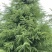 雪松树苗绿化苗木庭院别墅观赏苗木工程绿化苗木