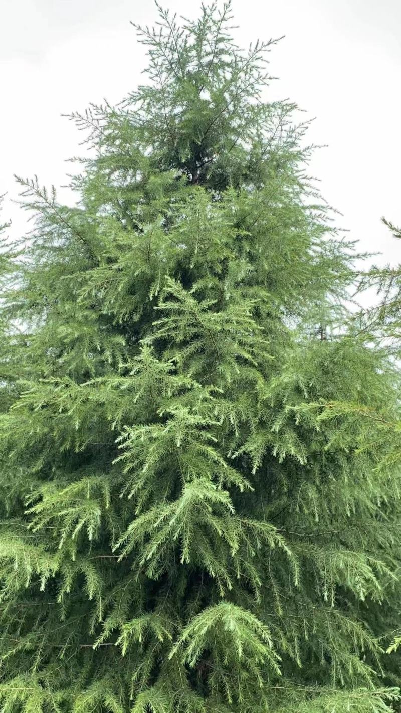 雪松树苗绿化苗木庭院别墅观赏苗木工程绿化苗木