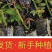 10000杯云南昆明鲜切花玫瑰月季杯苗带土发货四季开花