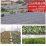 10000杯云南昆明鲜切花玫瑰月季杯苗带土发货四季开花