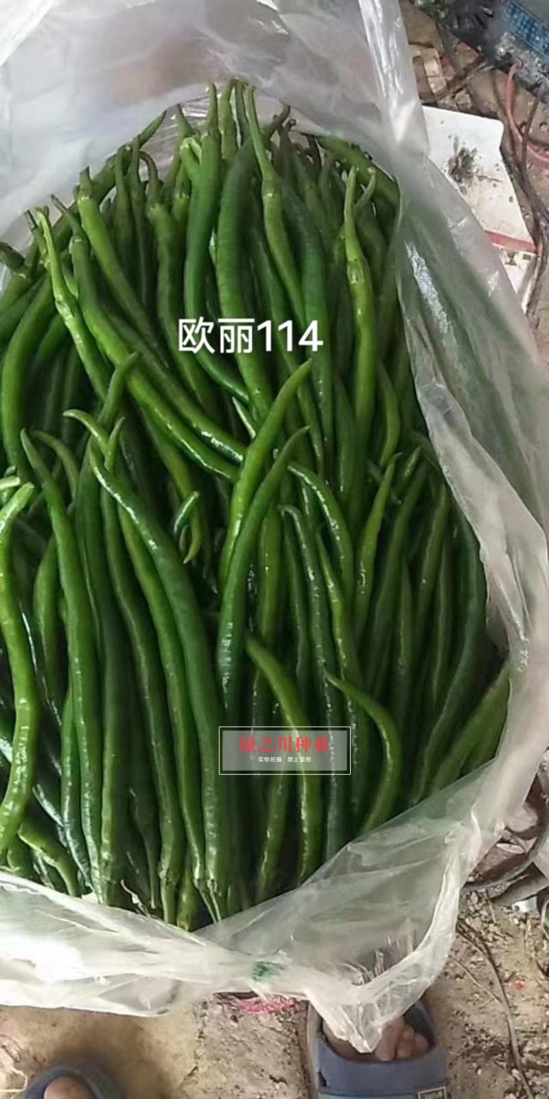 欧兰德欧丽114线椒种子深绿皮长线椒种子皮薄味辣细长