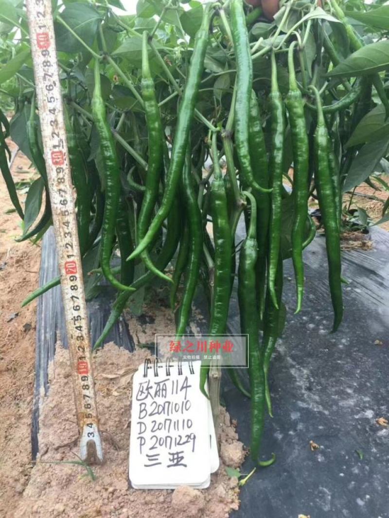 欧兰德欧丽114线椒种子深绿皮长线椒种子皮薄味辣细长
