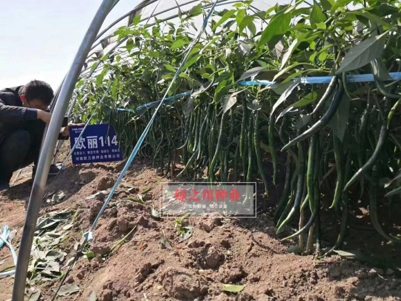 欧兰德欧丽114线椒种子深绿皮长线椒种子皮薄味辣细长