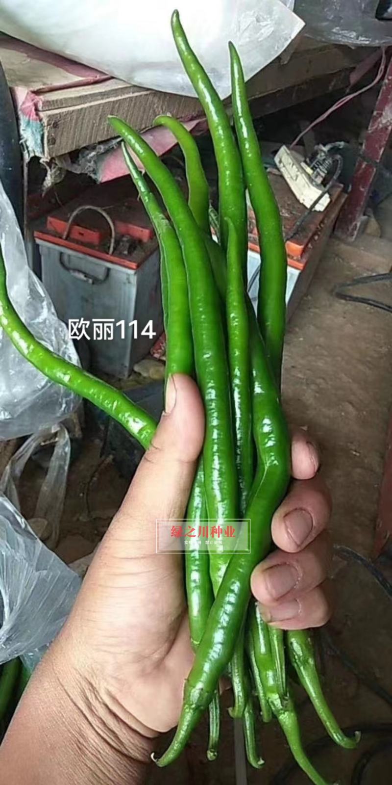 欧兰德欧丽114线椒种子深绿皮长线椒种子皮薄味辣细长