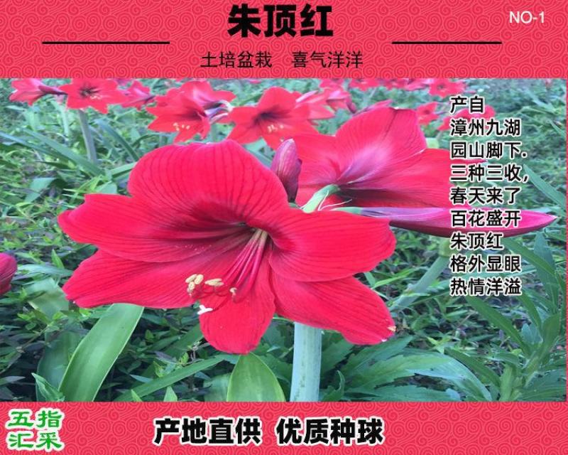 朱顶红种球国产土朱单瓣多年生四季种植室内阳台盆栽庭院花卉