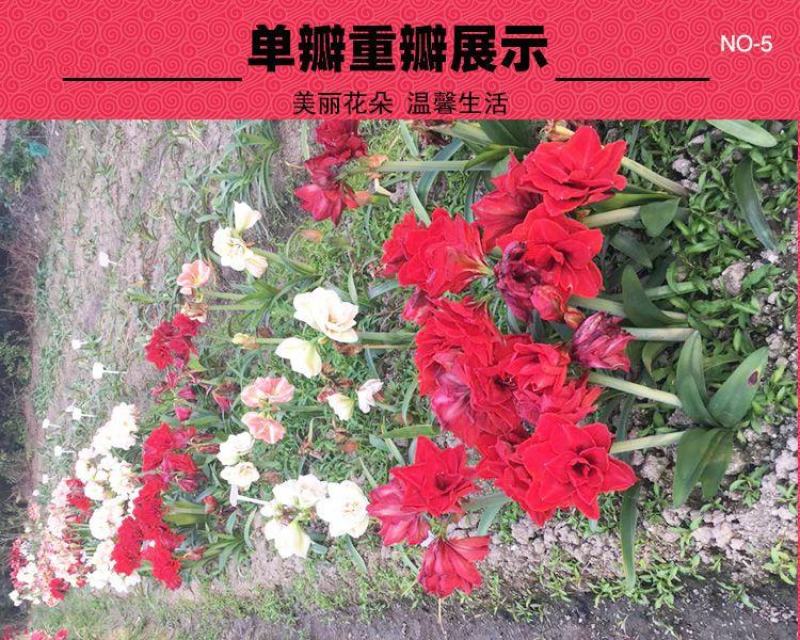 朱顶红种球国产土朱单瓣多年生四季种植室内阳台盆栽庭院花卉