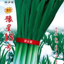 【研究所直售】18号韭菜种子抗寒性极强抗病产量高新品种