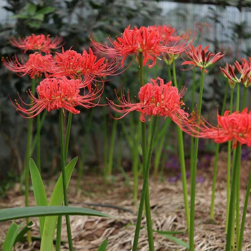 彼岸花种球曼珠沙华盆栽石蒜室内四季易种活花卉室外植物种植