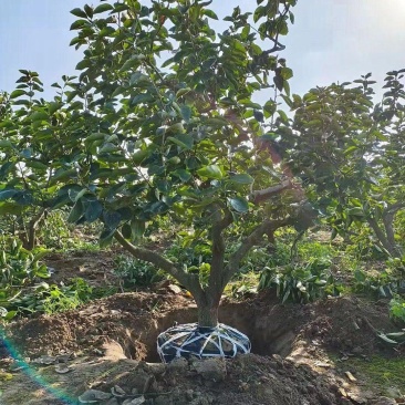 柿子树适应南方北方盆栽地栽庭院种植