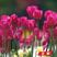 荷兰郁金香种球室内外阳台水培土培重瓣郁金香盆栽花苗植物