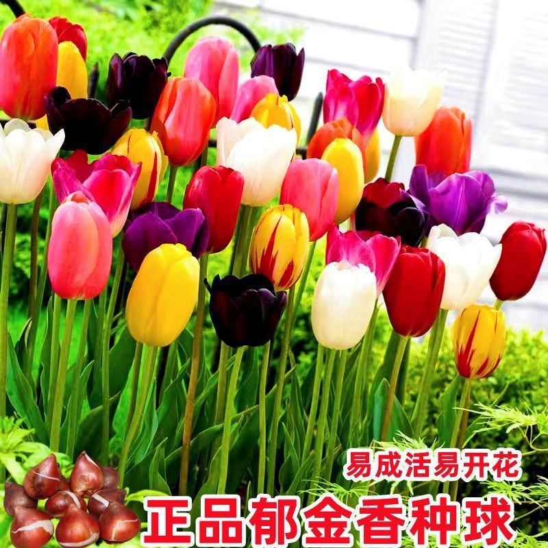 荷兰郁金香种球室内外阳台水培土培重瓣郁金香盆栽花苗植物