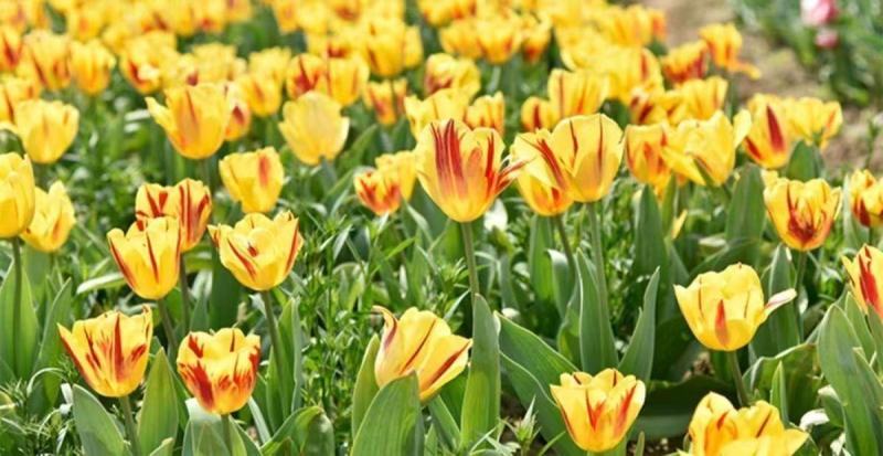 荷兰郁金香种球室内外阳台水培土培重瓣郁金香盆栽花苗植物