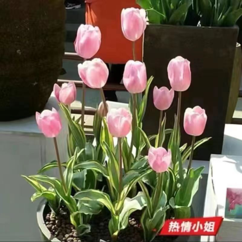 荷兰郁金香种球室内外阳台水培土培重瓣郁金香盆栽花苗植物