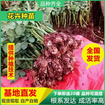 【50棵】起下单基地直供【卡罗拉】月季花苗小苗四季开花