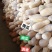 金韩密本南瓜、条型好，南瓜、大量出货，产地直供，质量保证