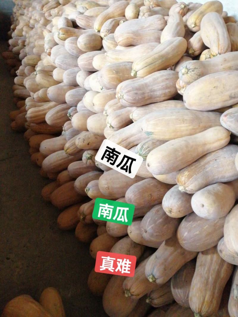 金韩密本南瓜、条型好，南瓜、大量出货，产地直供，质量保证